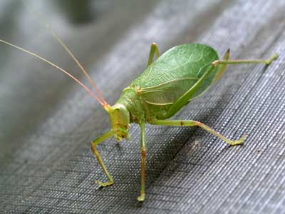 katydid