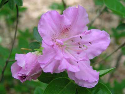 purple azalea