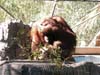 3phoenixzoo_orang