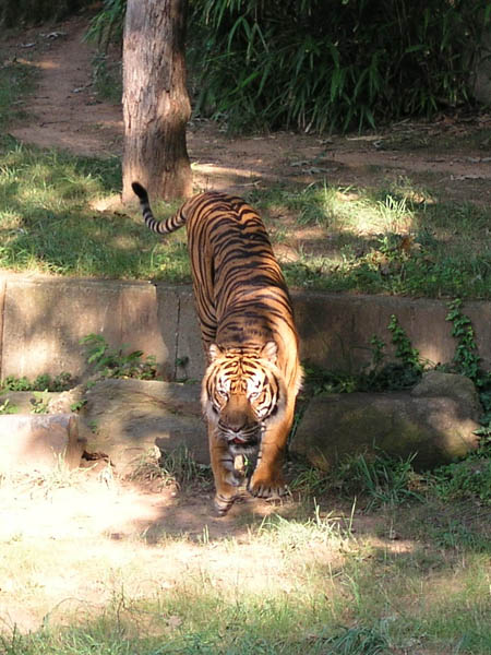tiger prowling
