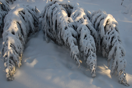 Snow-laden trees