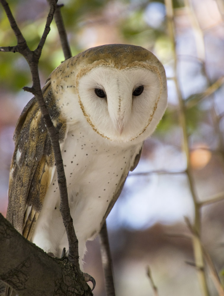 barn owl