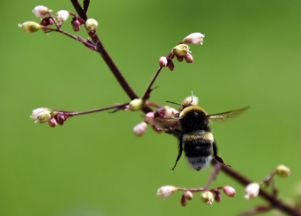 bee