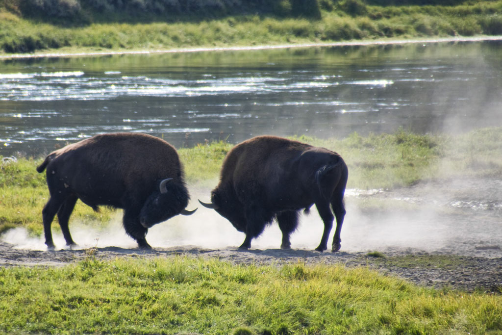 two bison