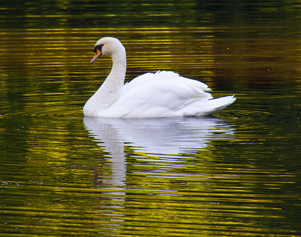 swan