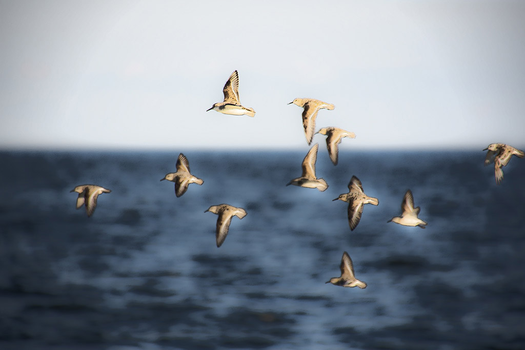 birds in flight