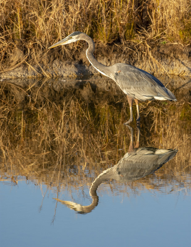 heron