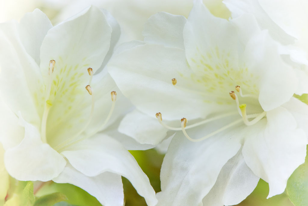 white azaleas