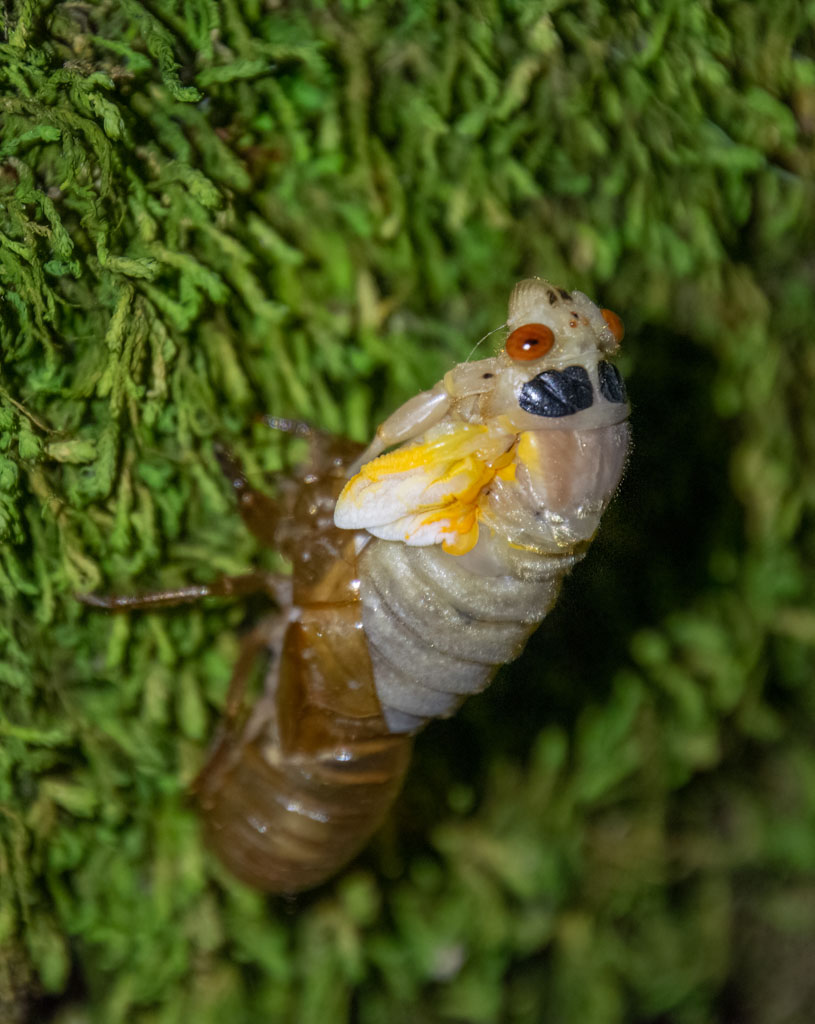 bug
