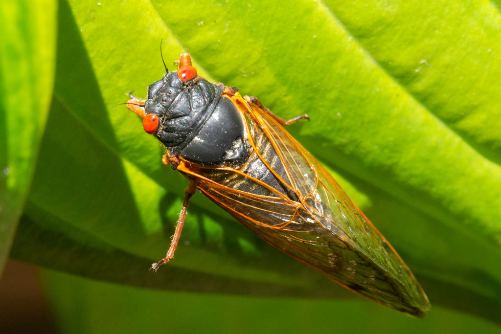 bug