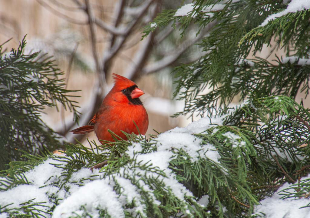Cardinal in tree