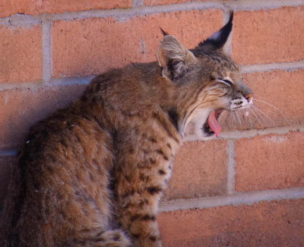 Bobcat