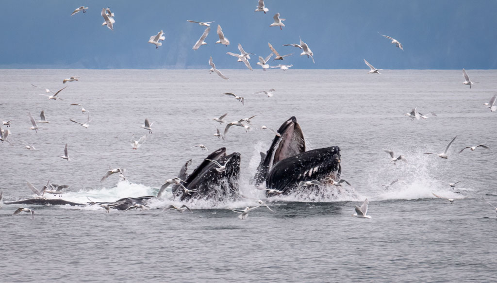 Humpbacks feeding