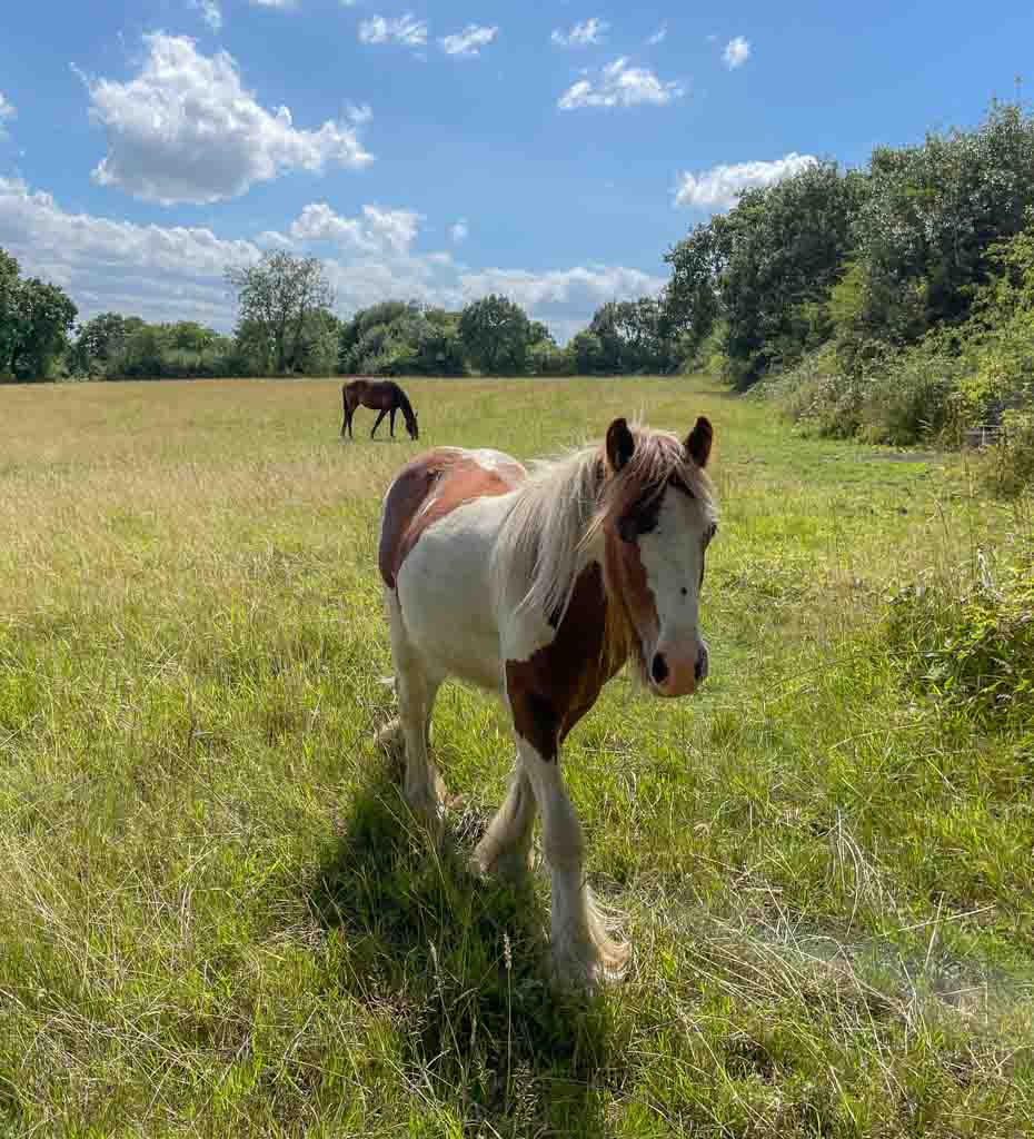 horse