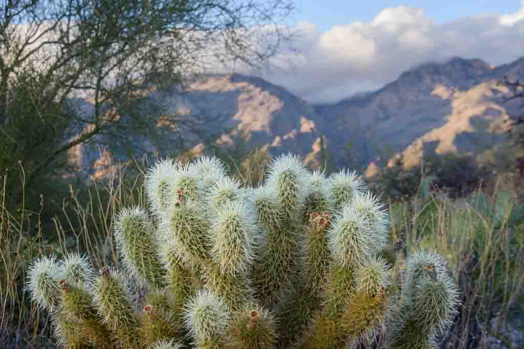 cholla