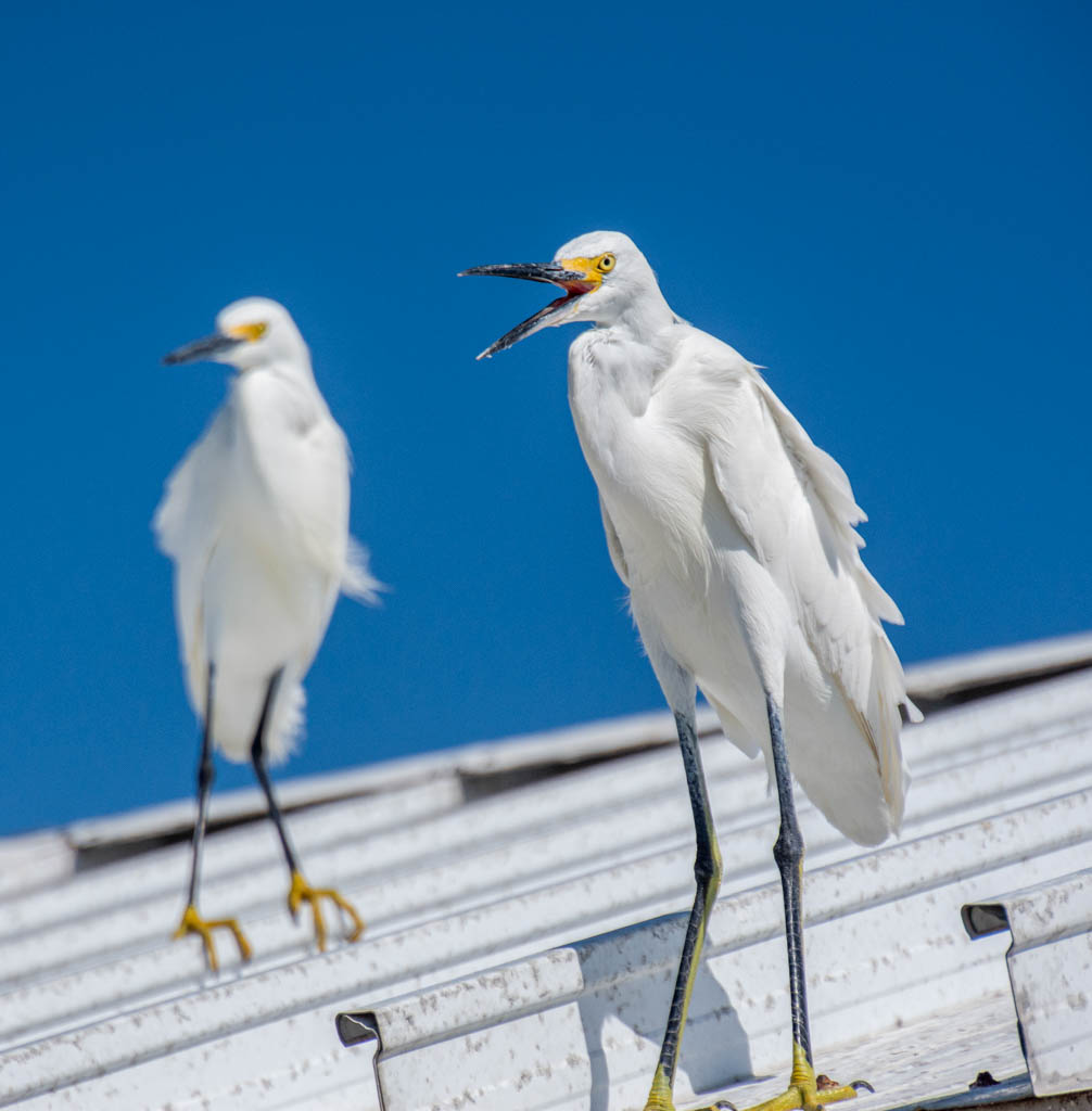egret
